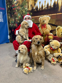 Golden retriever americani