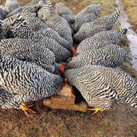 Barred rock ovaiole allevati a terra