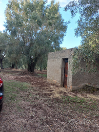 Uliveto a Palmi (RC) 12.000 m2