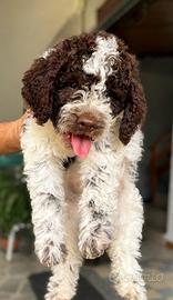 Disponibili gli ultimi due cuccioli di Lagotto Rom
