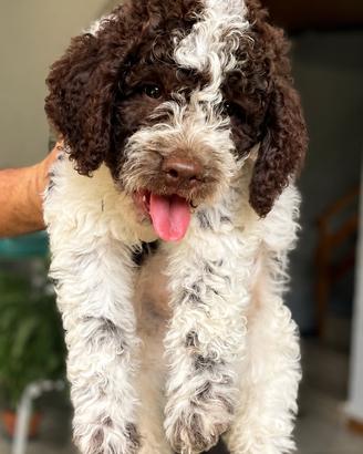 Disponibili gli ultimi due cuccioli di Lagotto Rom
