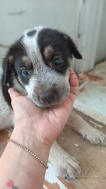 Cuccioli medio grandi
