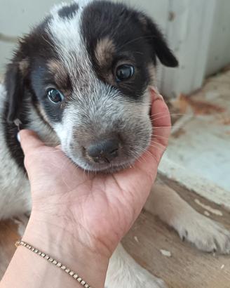 Cuccioli medio grandi