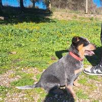 Cucciole Australian cattle dog blu