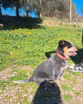 Cucciole Australian cattle dog blu