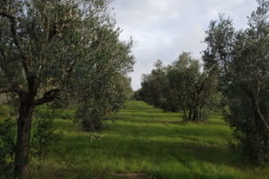 Terreno uliveto
