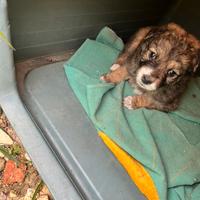 3 cuccioli in adozione