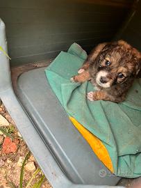 3 cuccioli in adozione