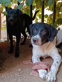 Cucciolo 7 mesi