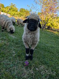 Agnello ARR Naso Nero