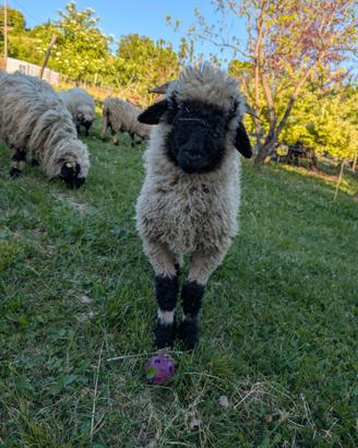 Agnello ARR Naso Nero