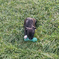Amstaff cuccioli American Staffordshire Terrier