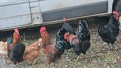 Galli australop e Marants