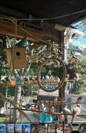 Diamantini mandarini