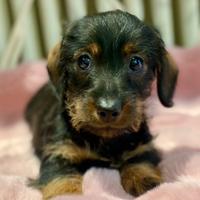 Bassotte a pelo duro