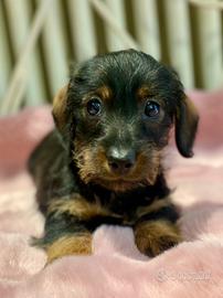 Bassotte a pelo duro