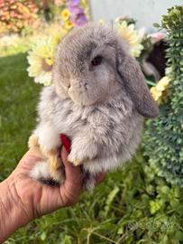 Cuccioli coniglio minilop disponibili 