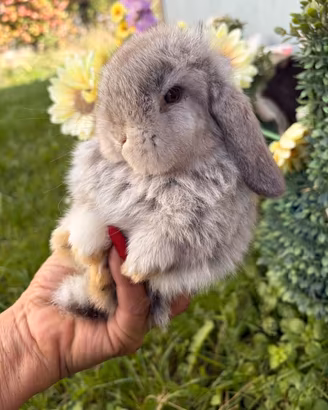 Cuccioli coniglio minilop disponibili 