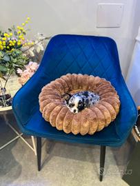 Chihuahua mini tricolore