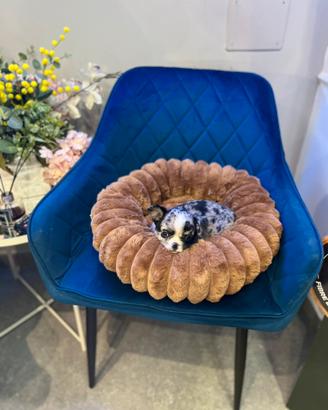 Chihuahua mini tricolore