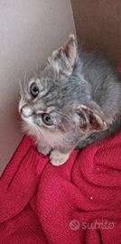 Gattini orfani da adottare