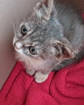 Gattini orfani da adottare