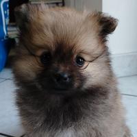 Cani Spitz Pomerania