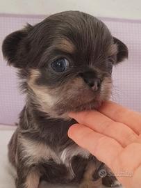 Cucciolo di chihuahua con pedigree enci