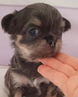Cucciolo di chihuahua con pedigree enci