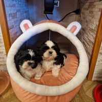 Cuccioli Shih Tzu