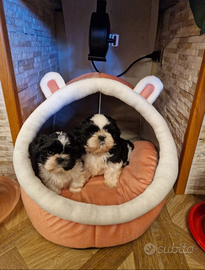 Cuccioli Shih Tzu
