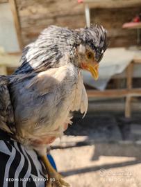 Coppia e trio di Legbar