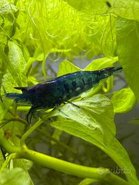 Neo Caridine blu