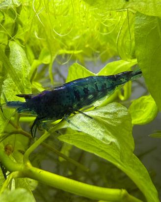 Neo Caridine blu