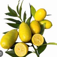 Limone limequat