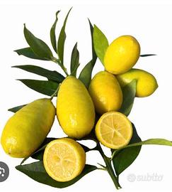 Limone limequat