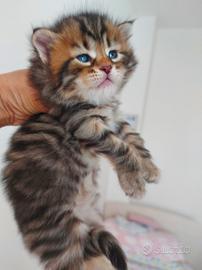 Cuccioli di gatto Siberiano Certificati