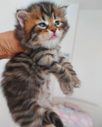 Cuccioli di gatto Siberiano Certificati