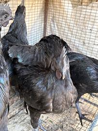 Cenami e Marans