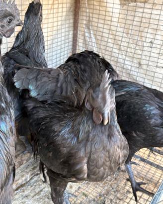 Cenami e Marans