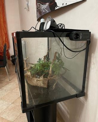 Teca in vetro