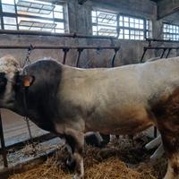 Toro piemontese