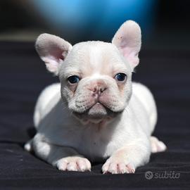 Ultimi 3 Sugar Bulldog