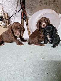 cocker spaniel inglese 
