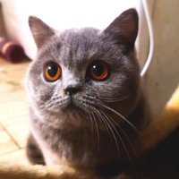 Cuccioli di British Shorthair alta qualità
