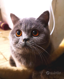 Cuccioli di British Shorthair alta qualità