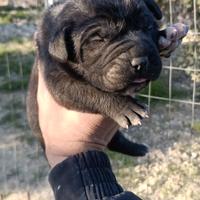 Disponibili cuccioli di cane corso