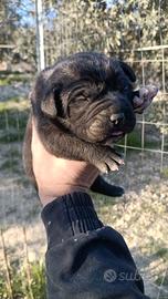Disponibili cuccioli di cane corso