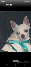  cane Chihuahua 