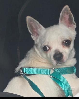  cane Chihuahua 